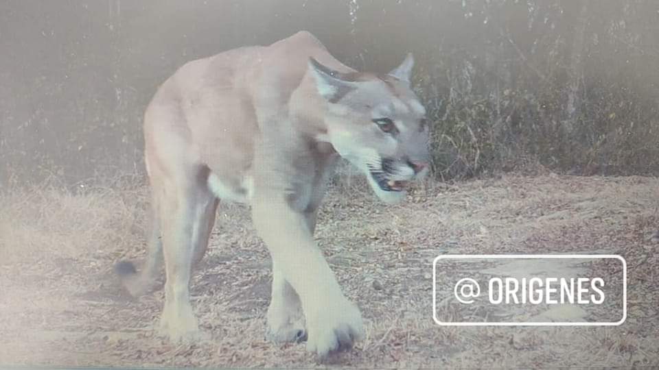 ? Fotografían a puma ? en la reserva del “Abra Tanchipa”